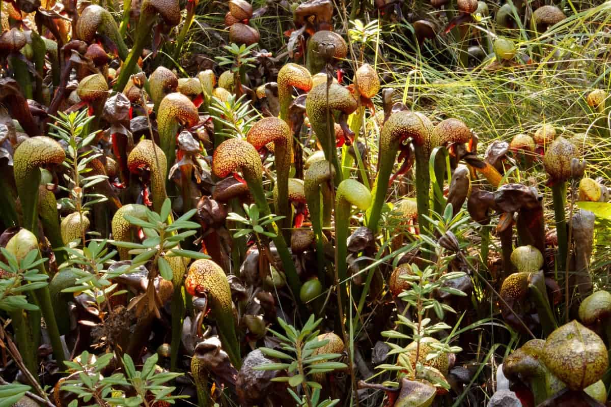 The hood of the cobra lily looks like a cobra's hood.