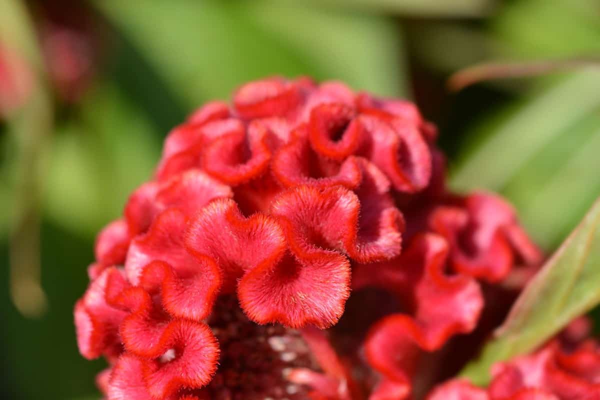Cockscomb has unusual, coral-shaped blooms.