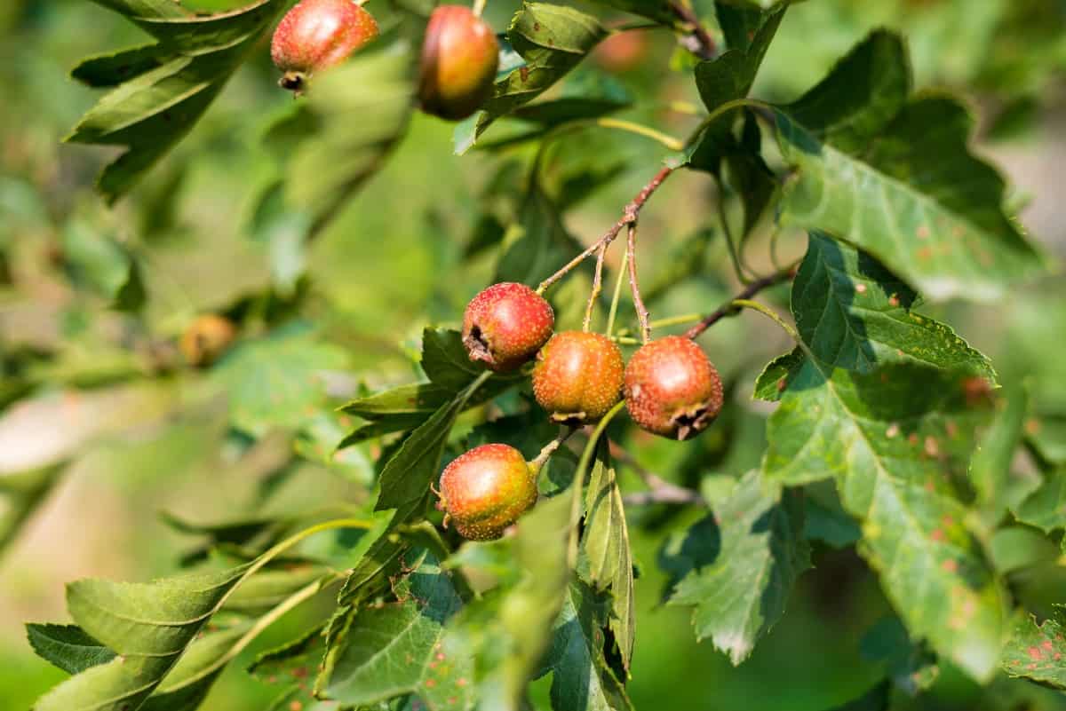 The cockspur hawthorn is an adaptable, slow-growing tree.