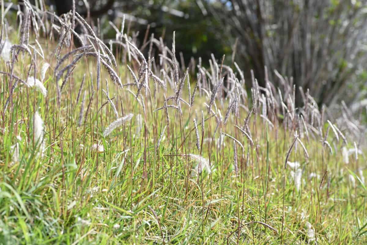 You often see cogongrass plumes in the SE US.