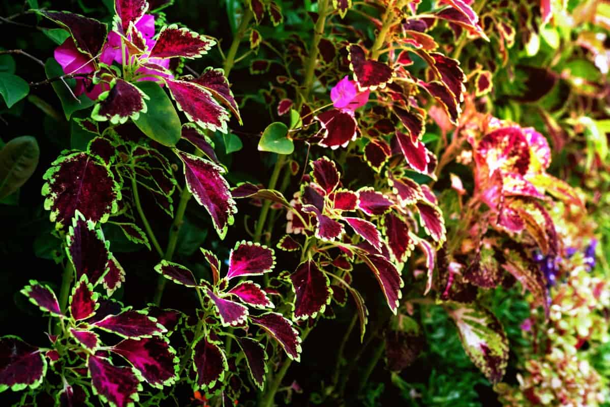 Coleus has strikingly colorful foliage.