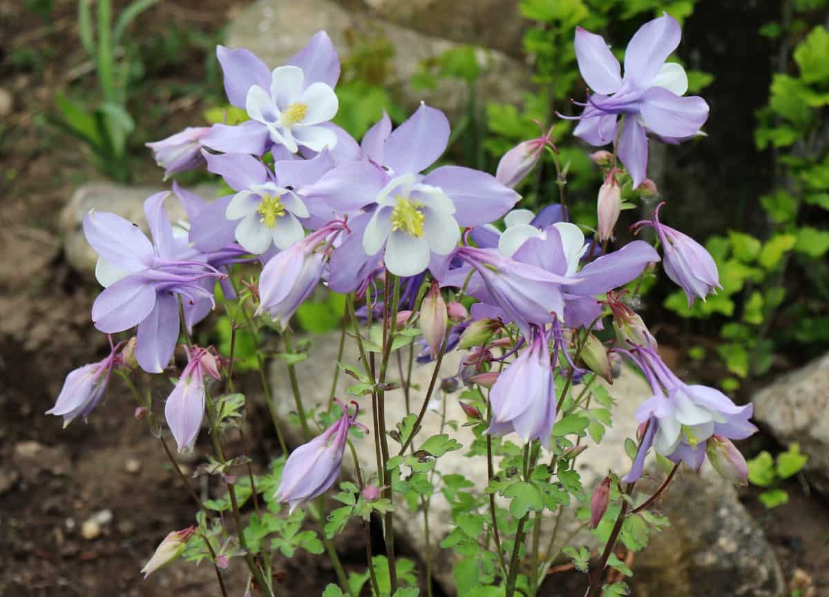 Grow columbine easily from seeds.