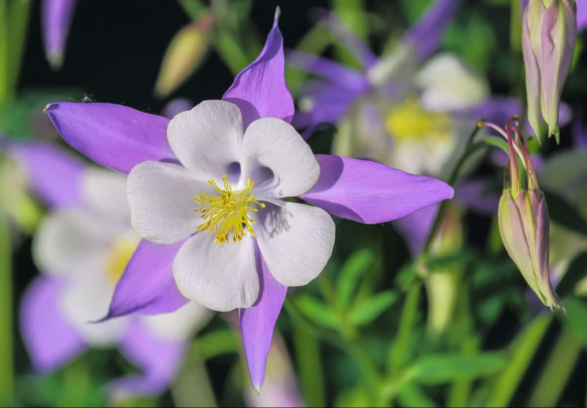 Columbine produces lots of nectar for hungry hummers and other pollinators.