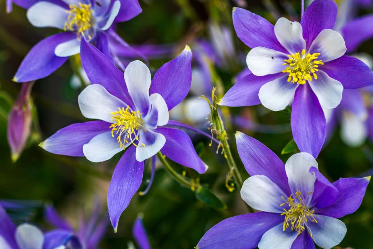 Columbine comes in a variety of colors and shapes.