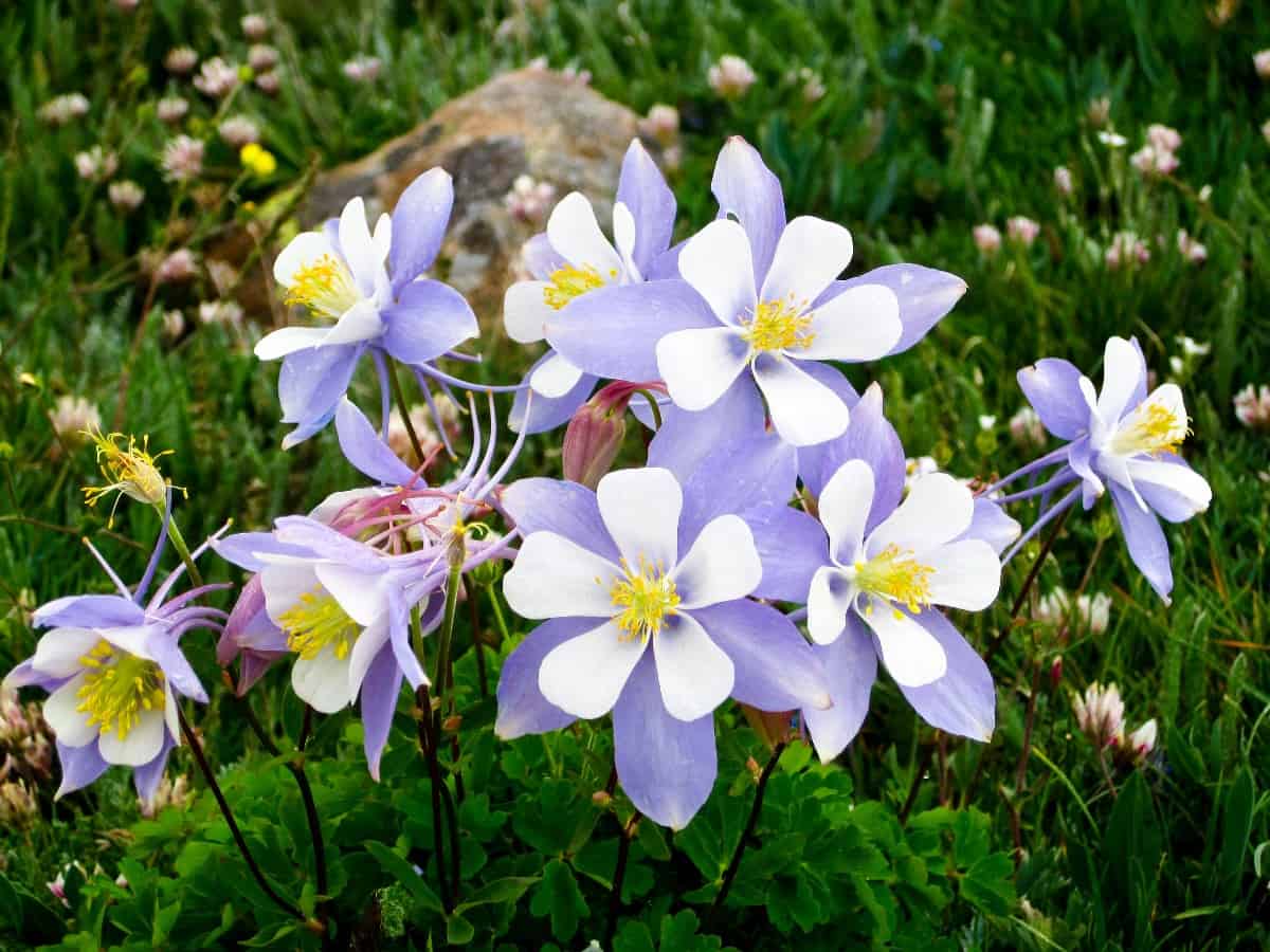 Columbine flowers prefer full sun.