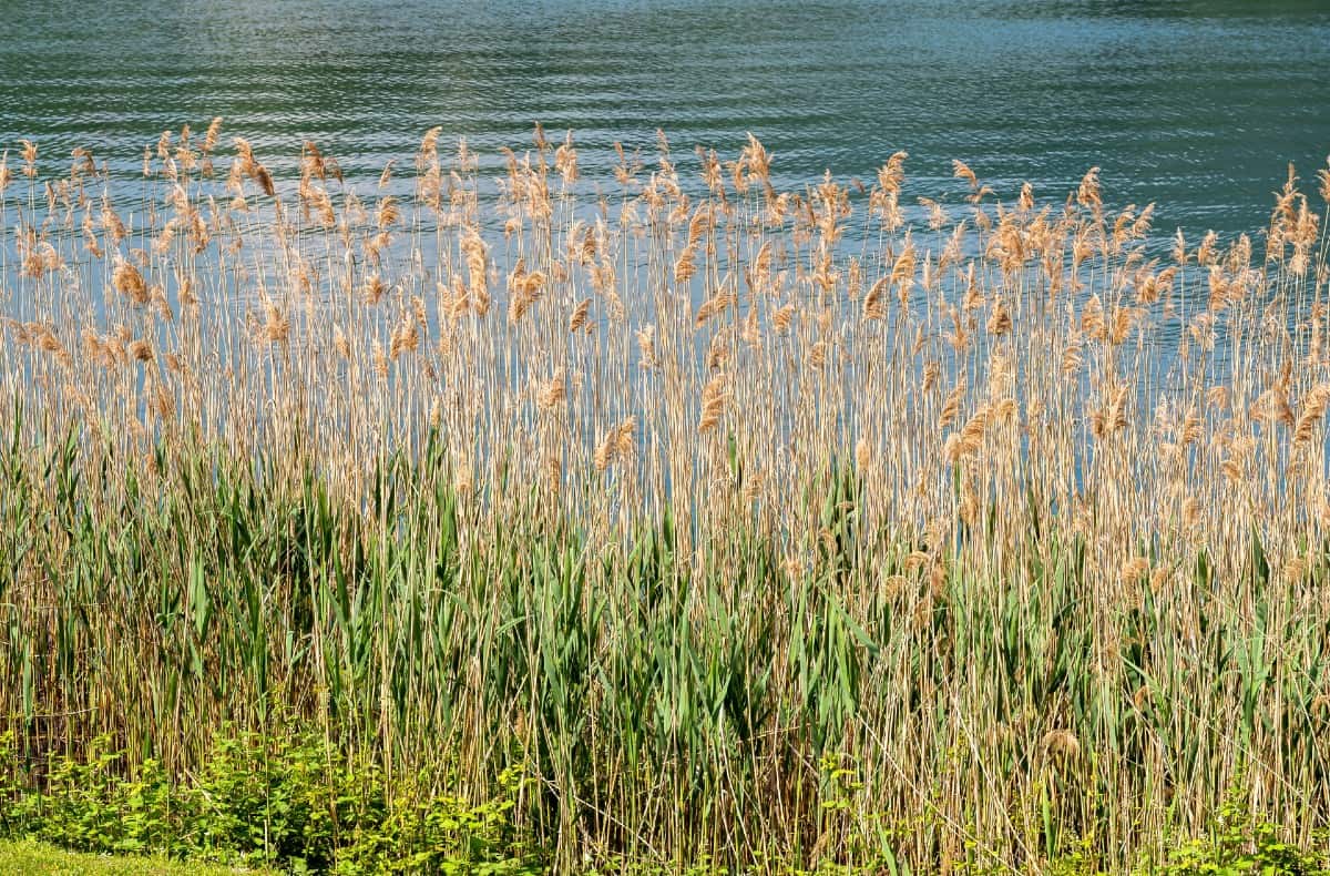 Common reed loves to pop up in disturbed soil.