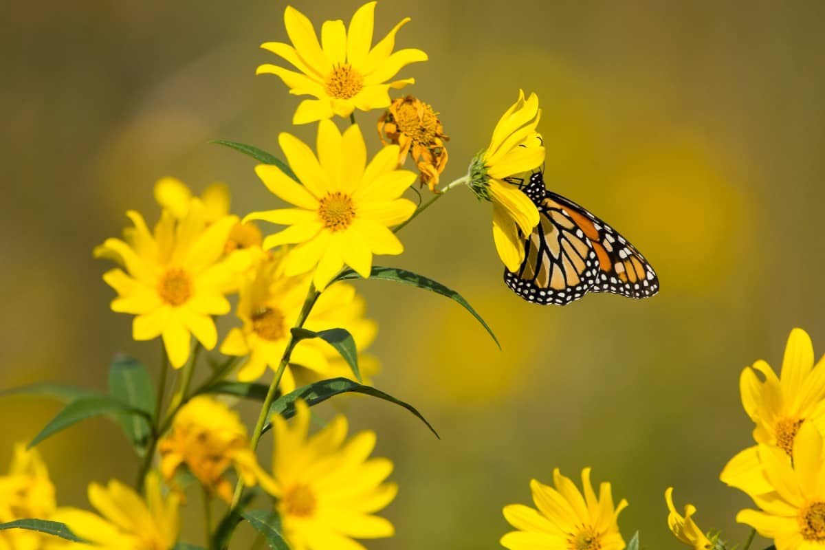 The compass plant is a fragrant perennial.