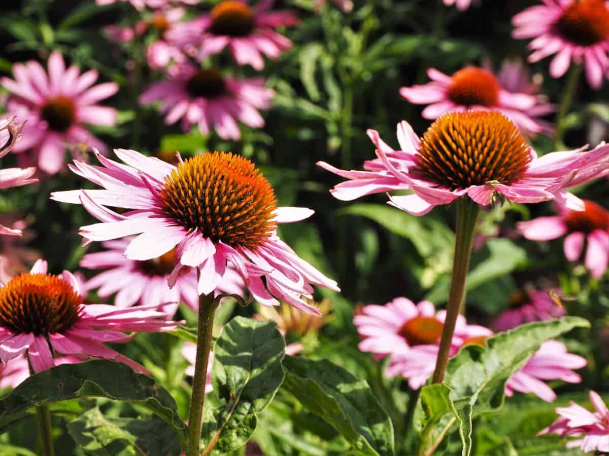 Pollinators of all kinds feed from coneflowers.