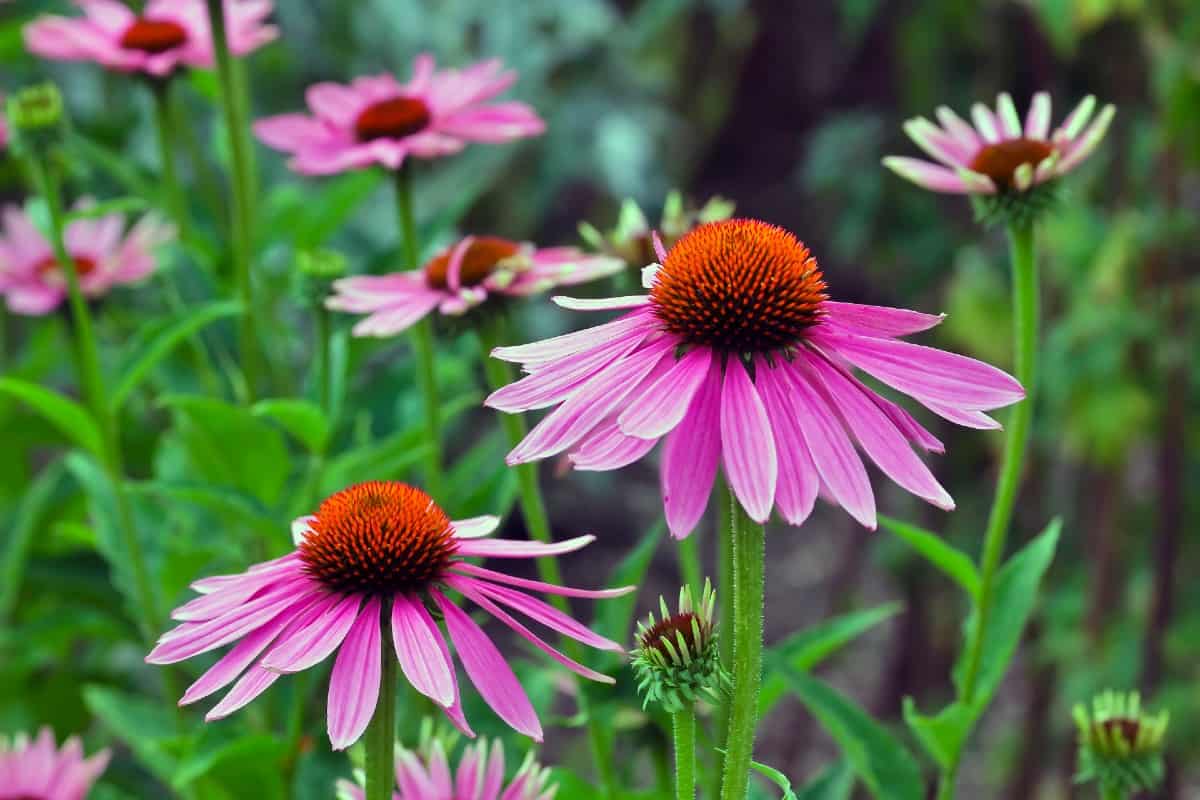 Coneflowers can handle all kinds of temperatures.