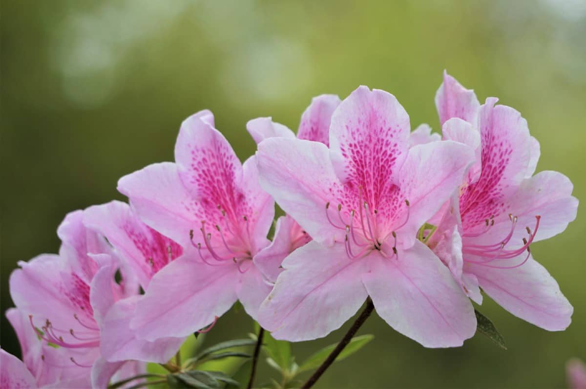 Conversation piece azaleas are rebloomers that are deer resistant.