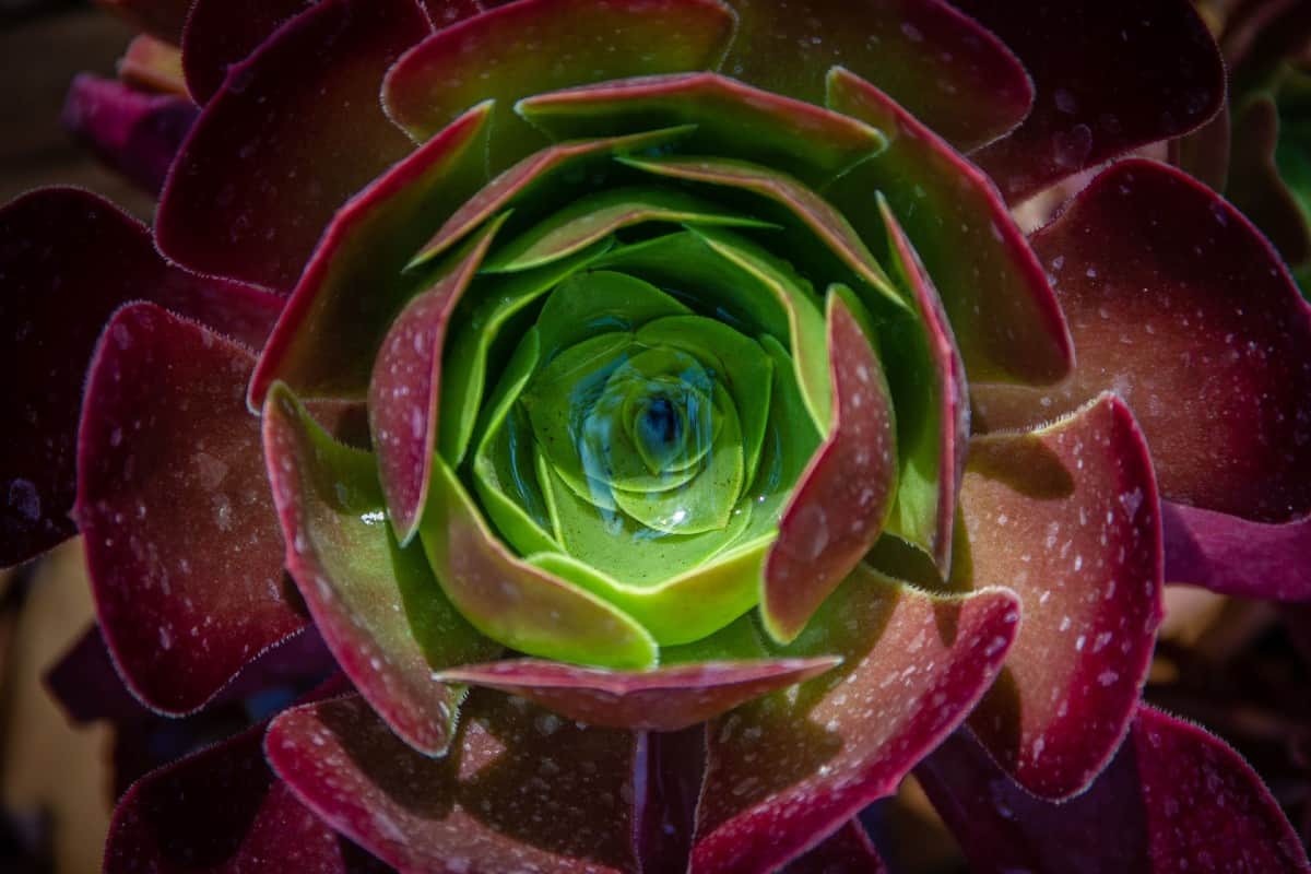 The copper pinwheel or sunburst has beautiful rosette leaves.