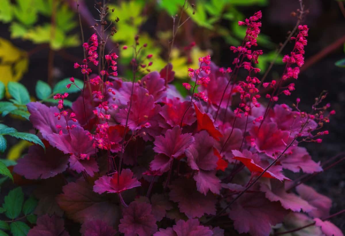 Coral bells is typically more known for its brightly colored foliage rather than its tiny flowers.