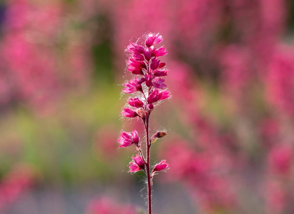 Coral bells has tiny flowers sprouting from bright foliage.