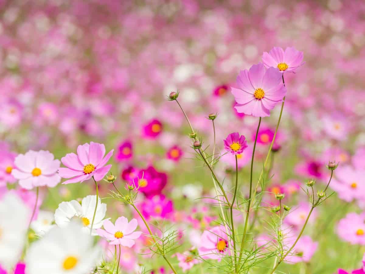 Cosmos is a pretty flower that blooms all summer.