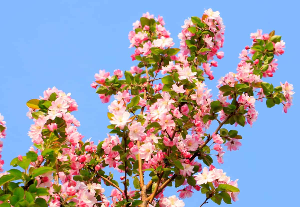 Hummingbirds love the spring blooms of crabapple trees.