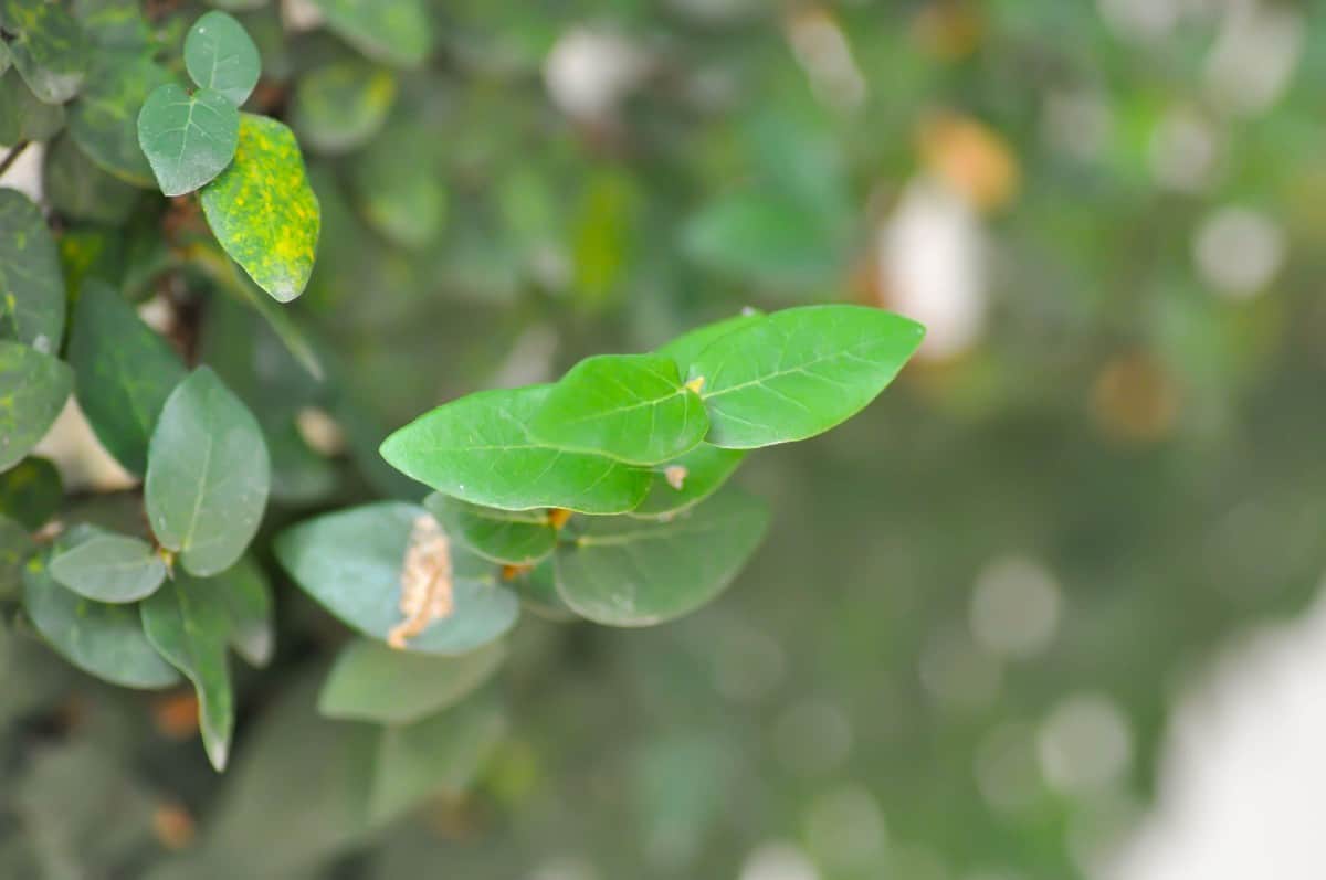 Creeping fig is a spreading vine in warm climates.