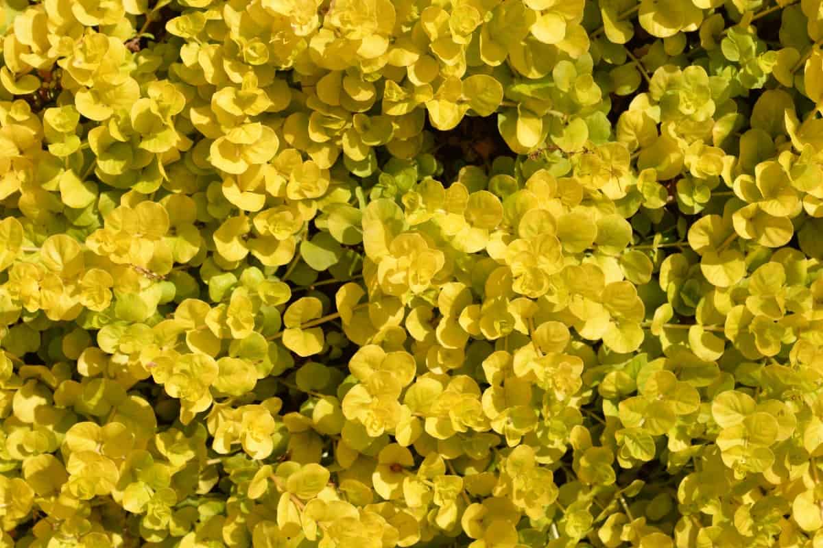 Creeping Jenny has a fast and prolific growth habit.