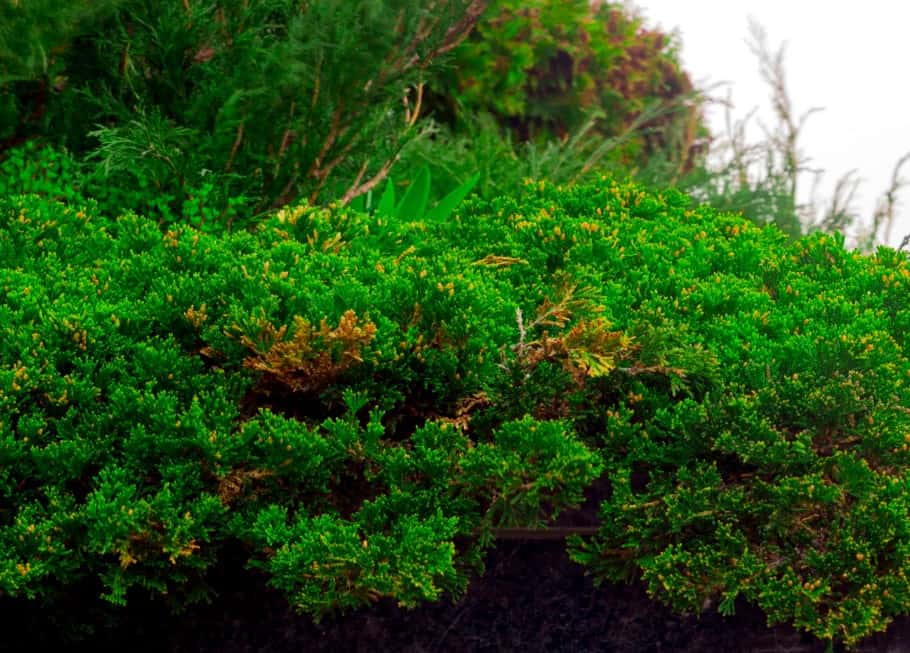 For a low maintenance beach plant, grow creeping juniper.