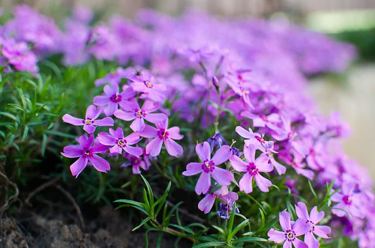 Creeping phlox attracts hummingbirds.