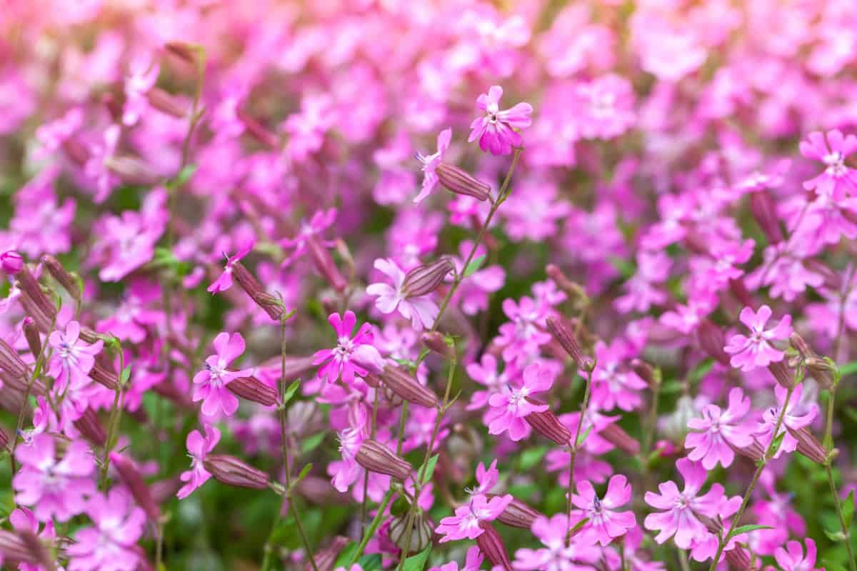 Creeping phlox is a welcome low-maintenance plant.