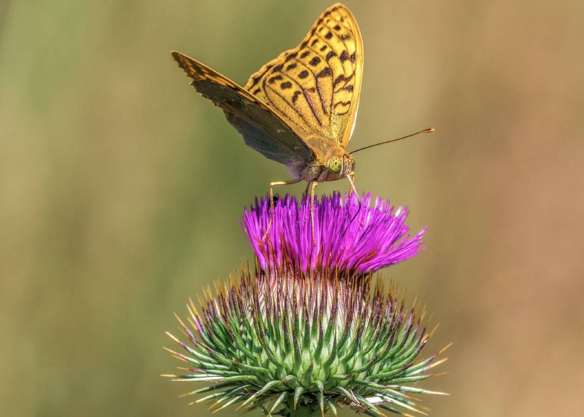 Creeping thistle is highly invasive so be wary before adding it to the garden.