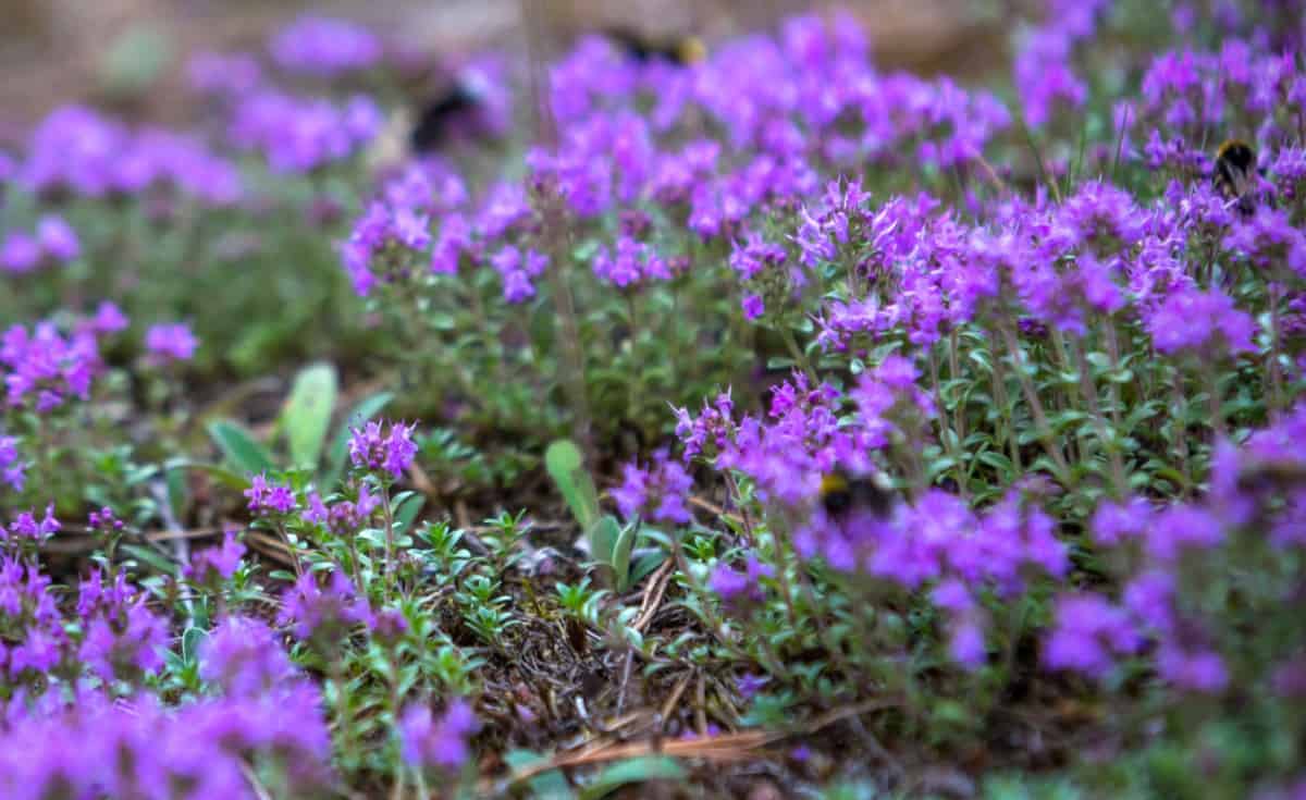 Creeping thyme is a hardy perennial with pretty flowers.