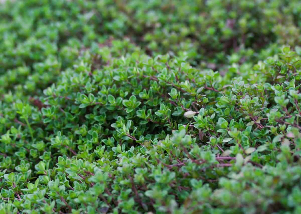 Creeping thyme is a dense perennial ground cover.