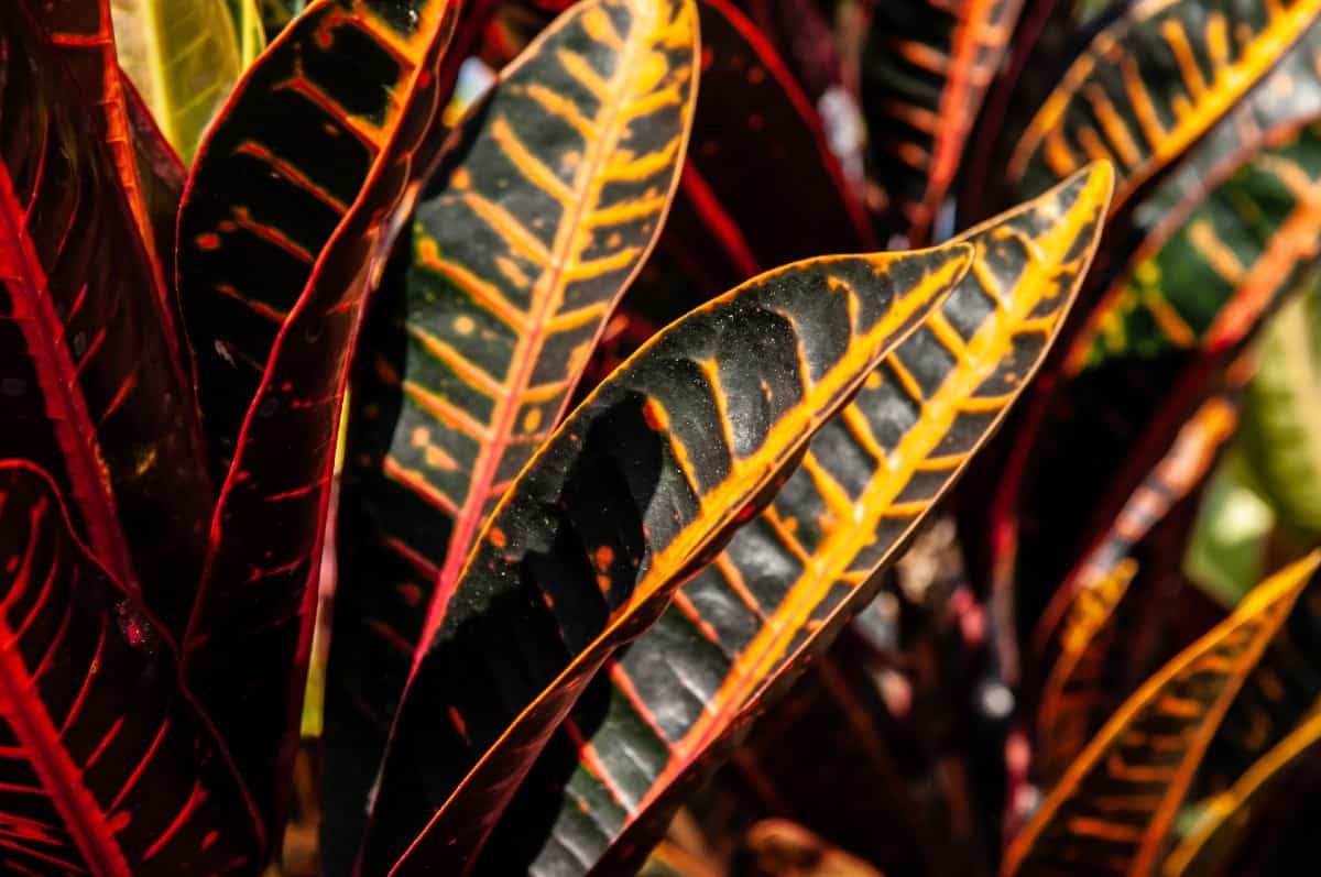 For brightly colored and variegated foliage, add crotons to the garden bed.