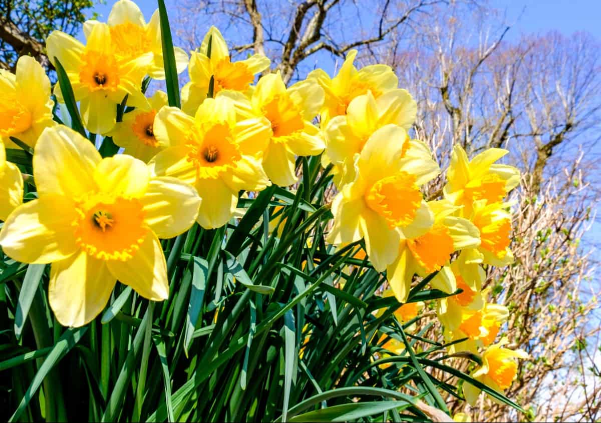 Daffodils are fragrant perennials that bloom in late winter.