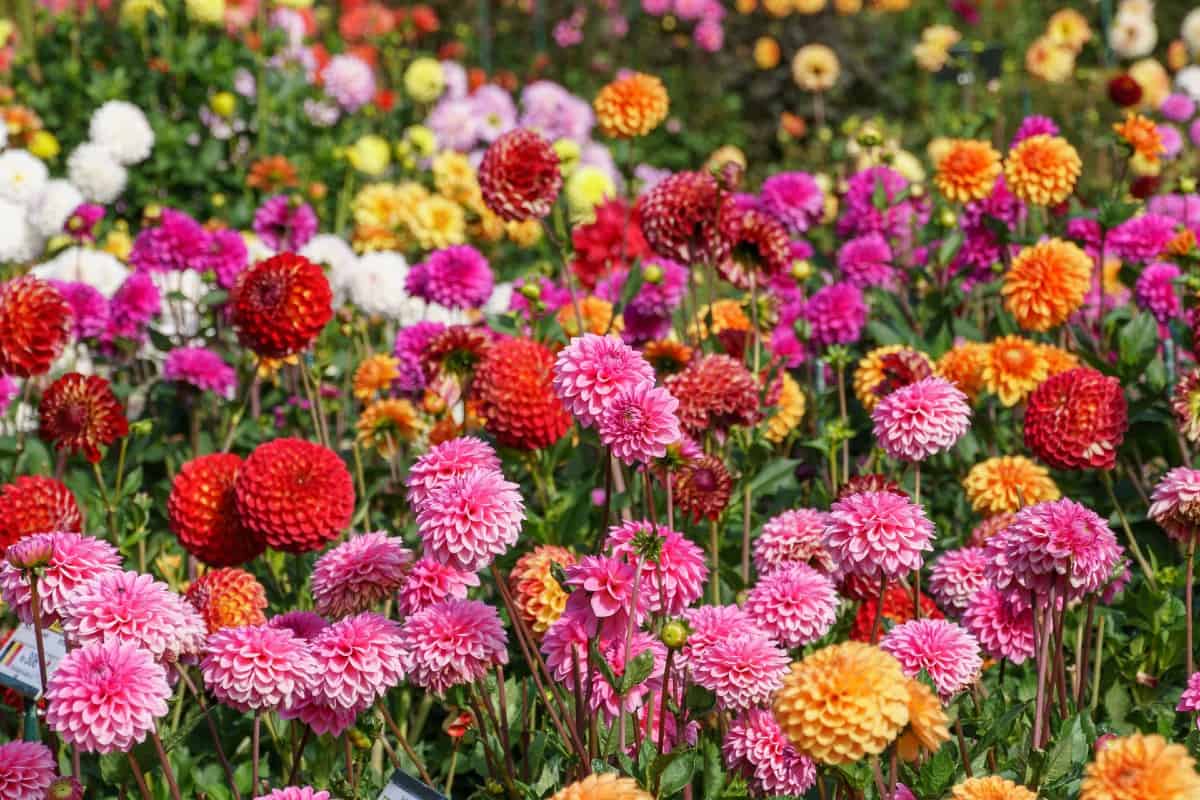 Dahlias are easy to grow and they come in a rainbow of different colors.