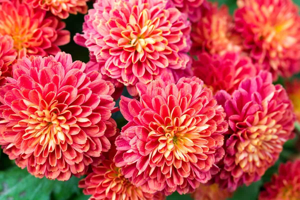 Dahlias are low maintenance annuals.