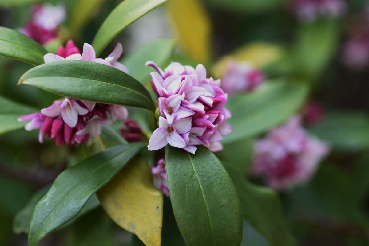 Daphne shrubs do well in partial shade.