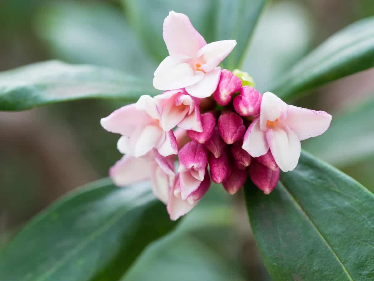 Plant daphnes in partial shade and you will be rewarded with blooms in late winter.