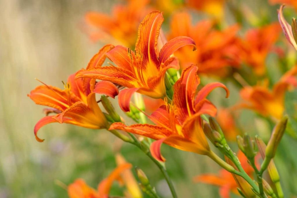 Daylilies prefer at least 6 hours of sun per day.