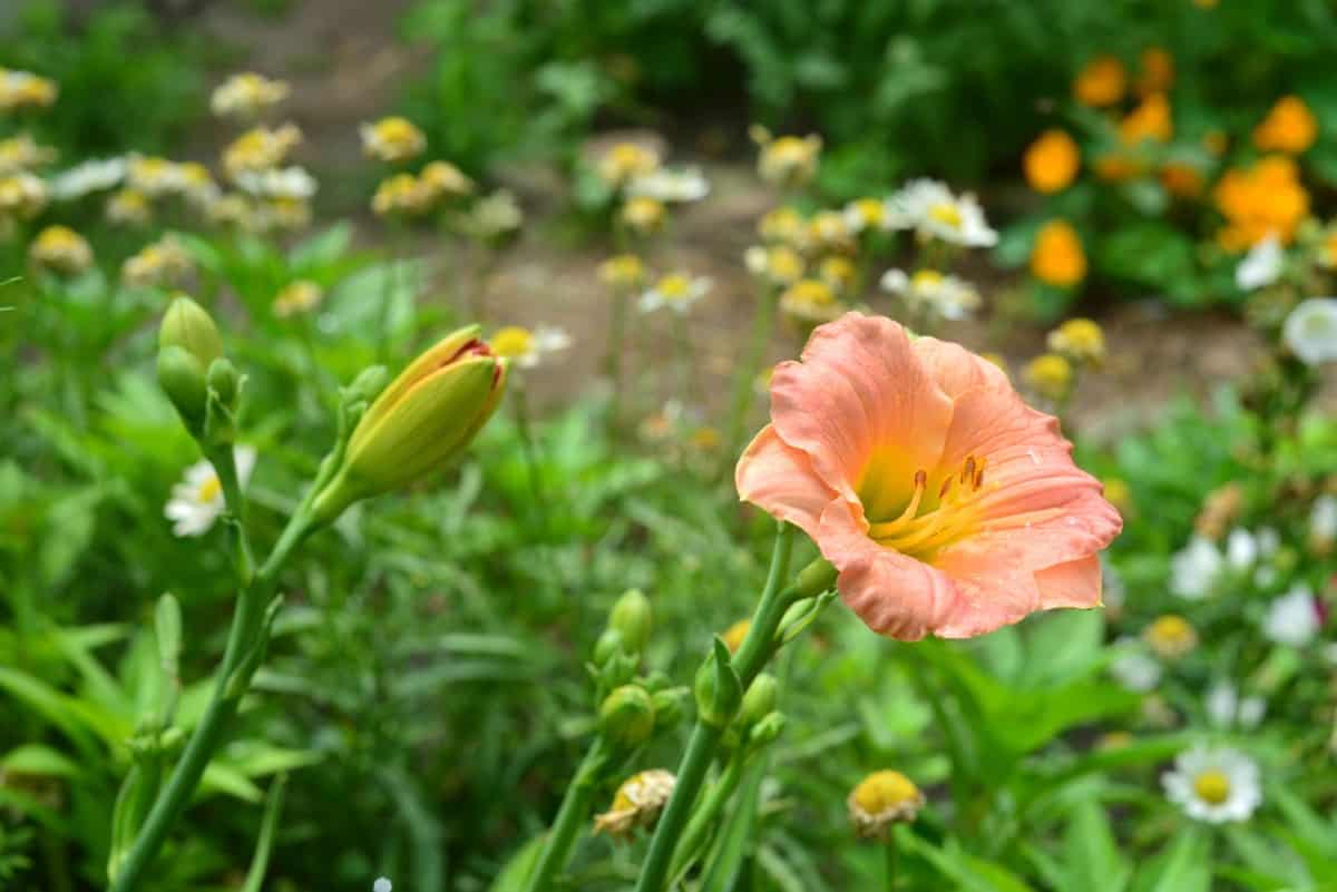 The daylily has a long blooming period.