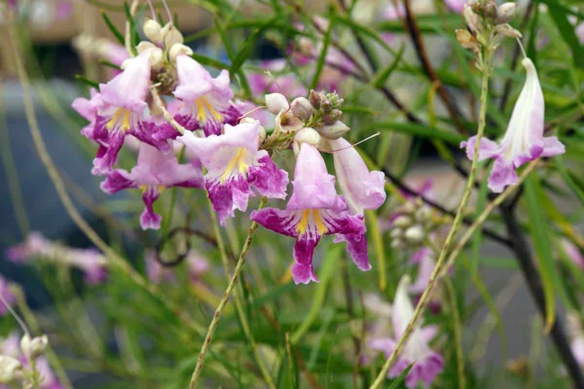 The desert willow is not an actual willow but it is drought-tolerant.