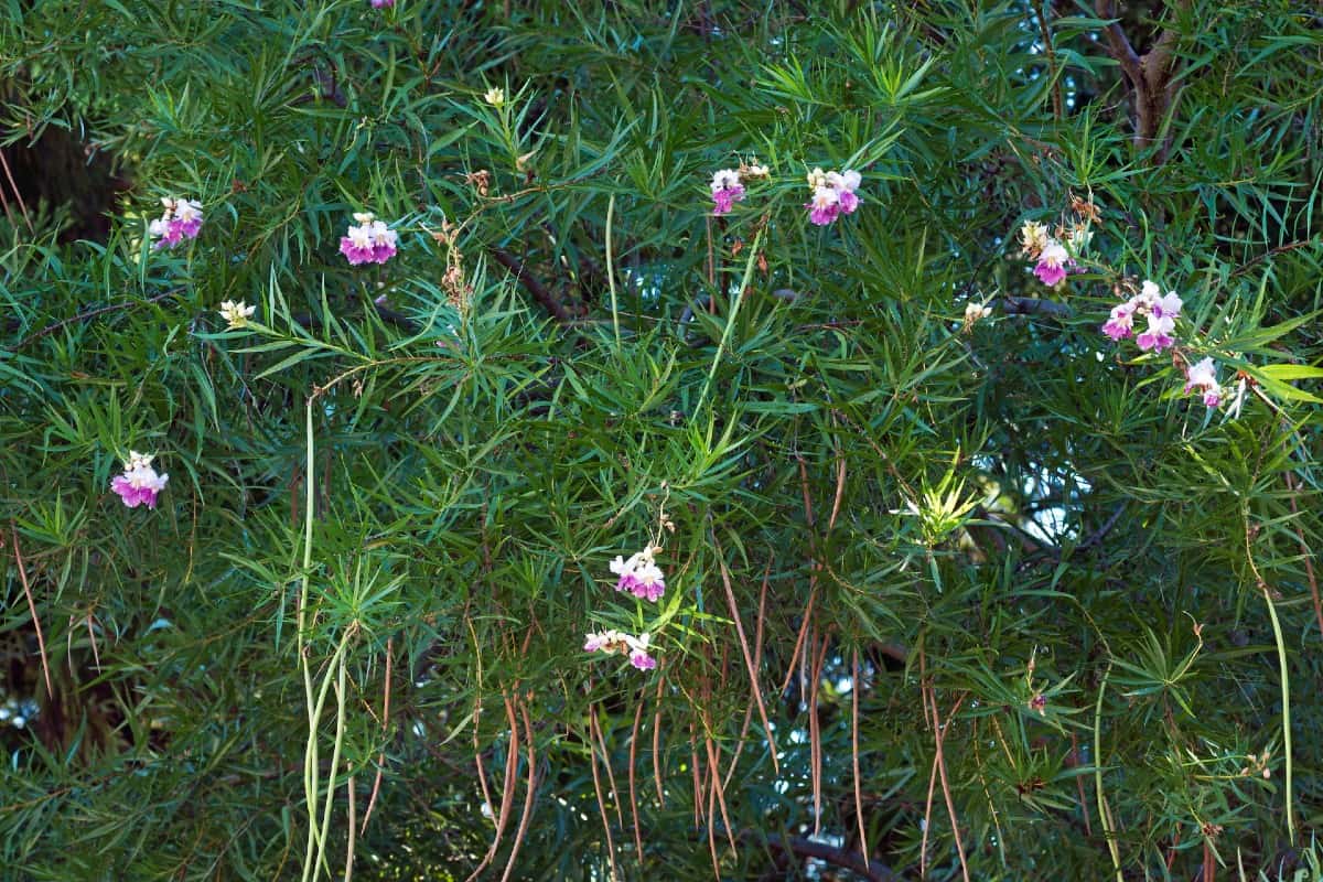 The desert willow is not actually a willow at all.