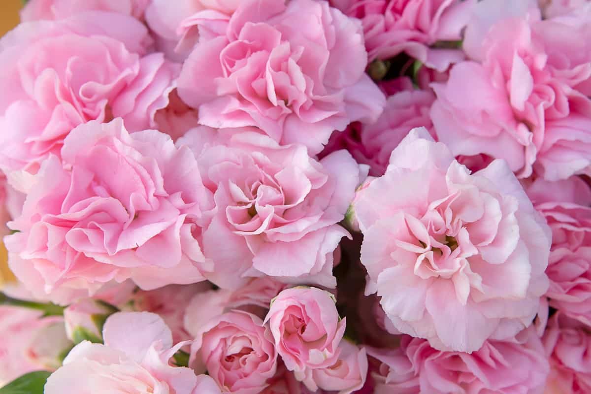 Dianthus makes an excellent fragrant ground cover.