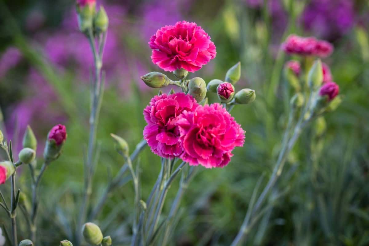Plant dianthus in full sun for the most prolific blooms.