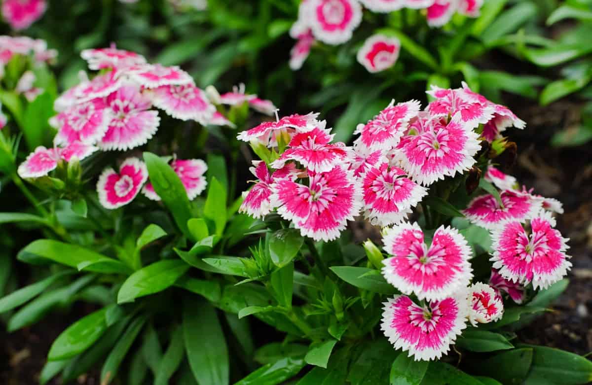 Dianthus attracts all kinds of pollinators.