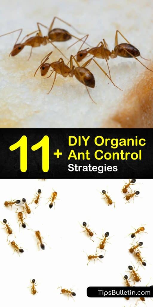 Learn how to use DIY methods to kill ants by mixing up peppermint essential oil in a spray bottle. Get rid of an ant problem with effective pest control, determination, and some baking soda. #antcontrol #organicantcontrol #organic #ants