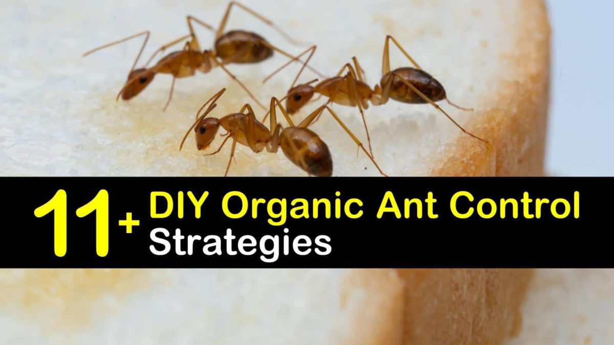 11+ DIY Organic Ant Control Tips & Recipes
