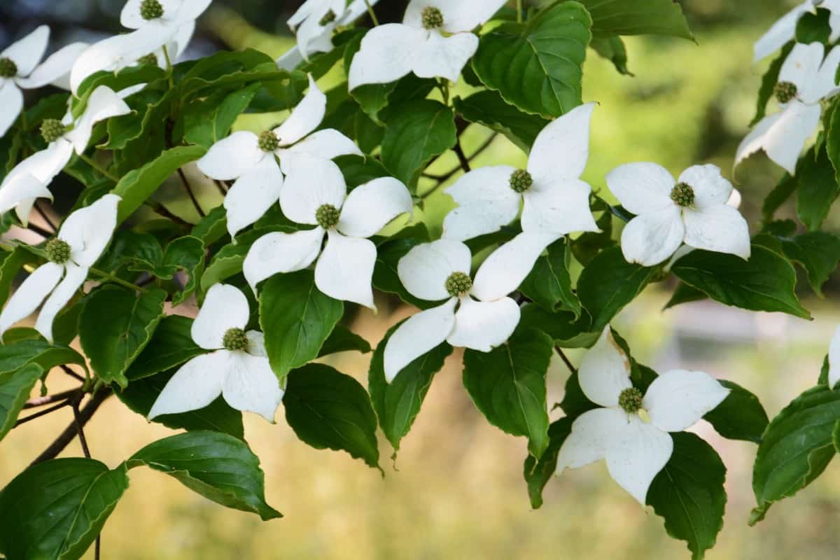 Dogwoods are well-known for their pretty spring blooms.