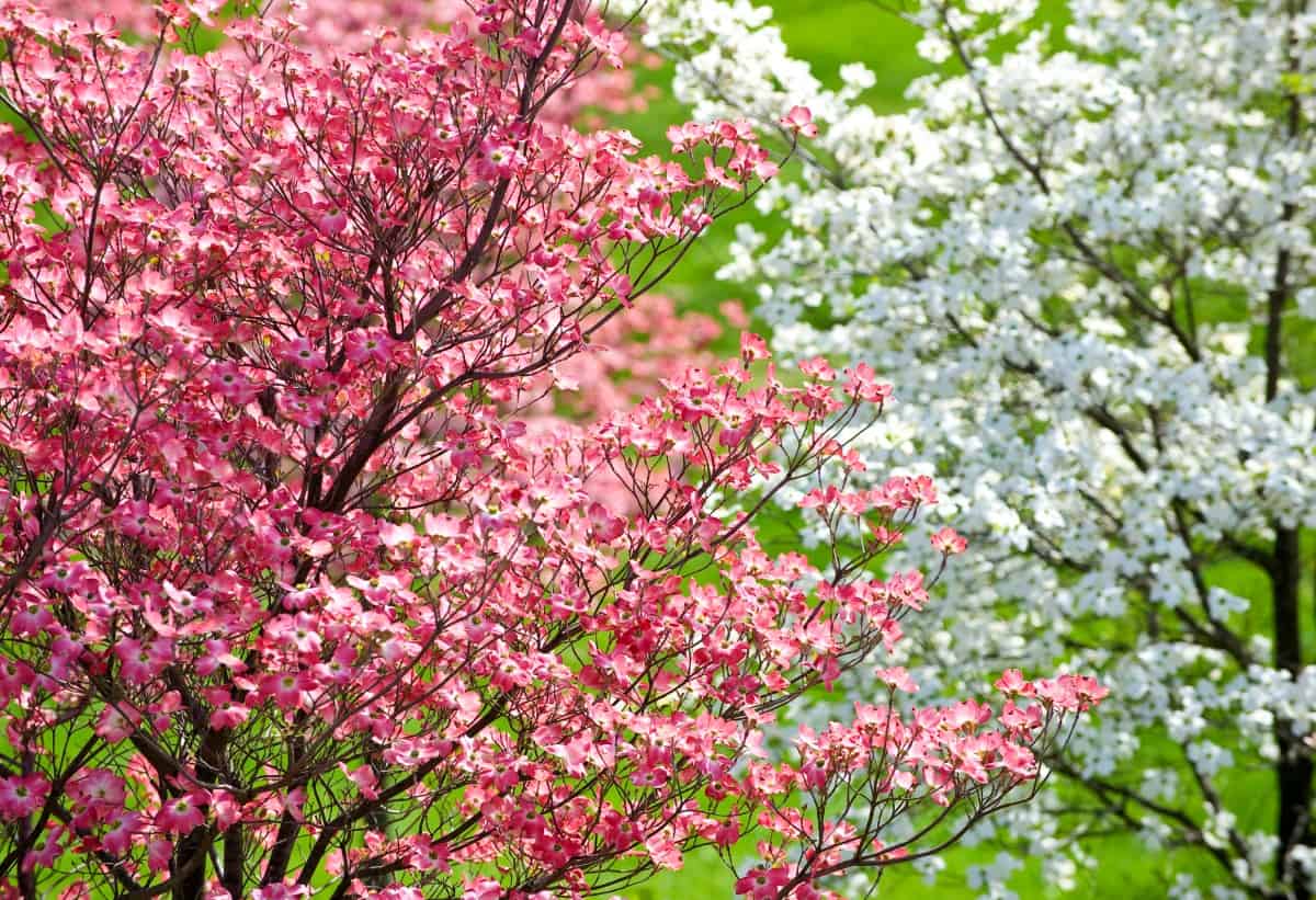 Dogwood shrubs and trees offer year-round interest.