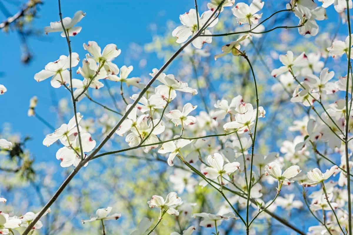 Dogwood blooms appear for two to four weeks in the spring.