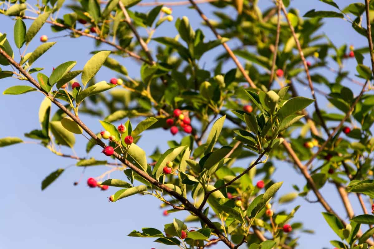 Downy serviceberry is a member of the shadbush family.