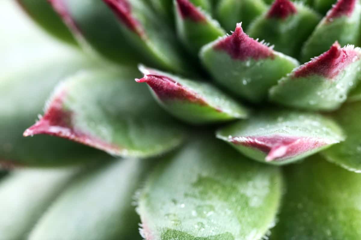 People enjoy watching the colors change on the dragon's blood stonecrop plant.