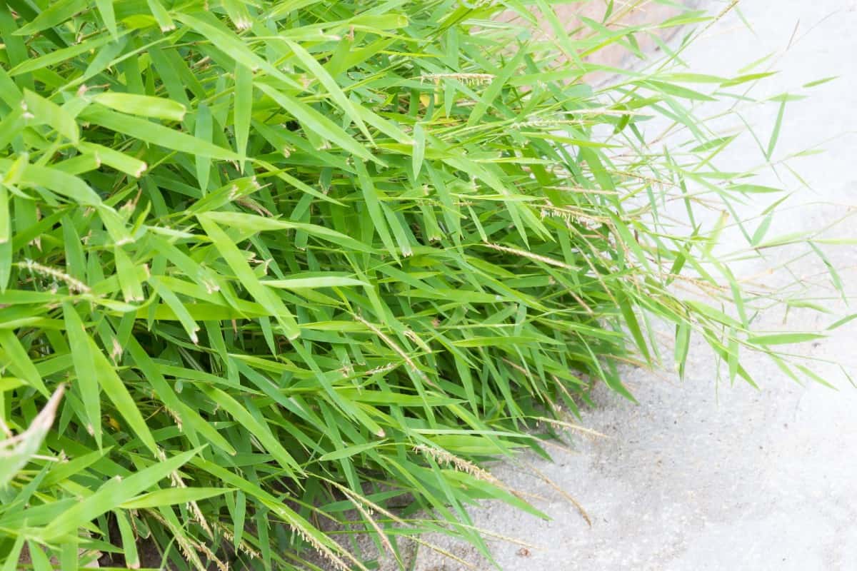 Dwarf bamboo is an evergreen that grows quickly.