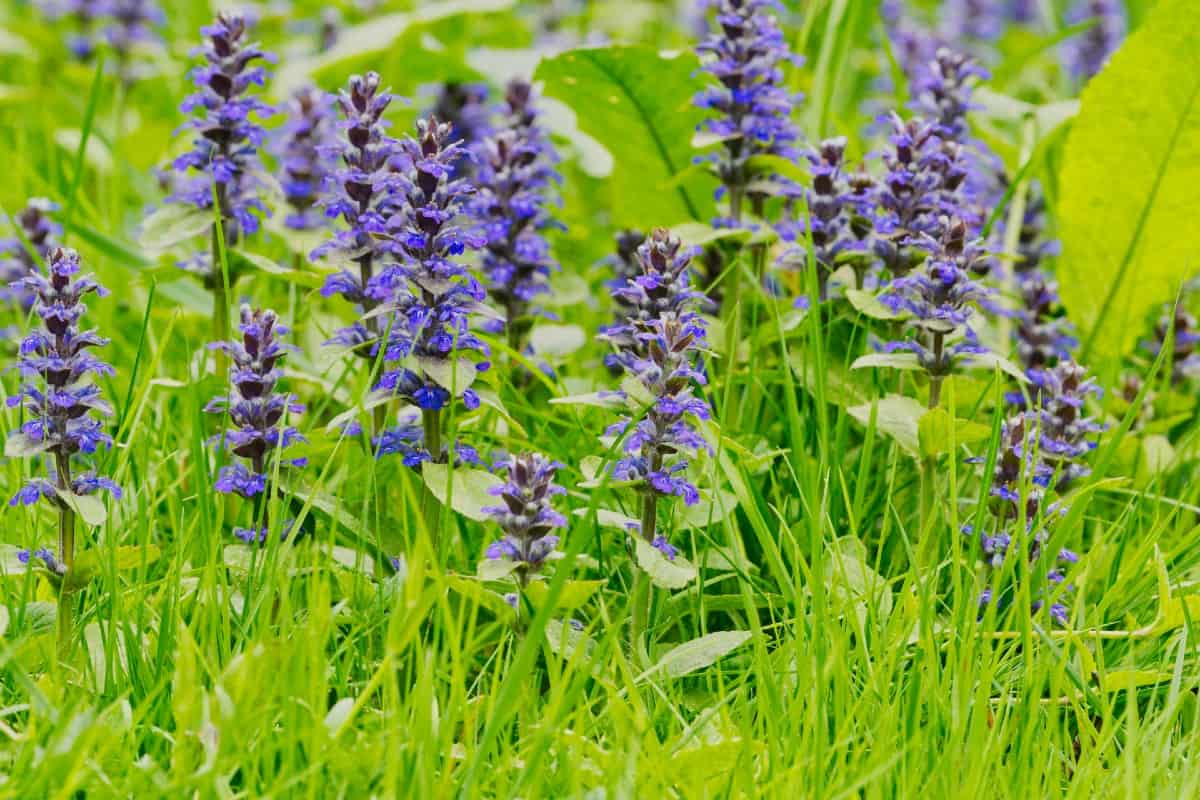 Use dwarf bugleweed for mass ground cover plantings.