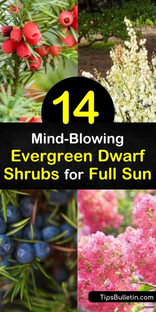 Try planting some of these incredible dwarf evergreen shrubs for full sun in your garden. Many of these amazing plants are low maintenance, deer resistant, and even winter hardy. Add them to rock gardens or as privacy fencing to really make a statement in your yard. #dwarf #shrubs #evergreen #sun